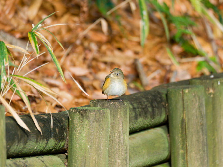 MUVEIL 2025 プルオーバー　鳥　青 野鳥2025：Nikon Z9＋NIKKOR Z 800mm f/6.3 VR Sによる野鳥撮影サンプル集